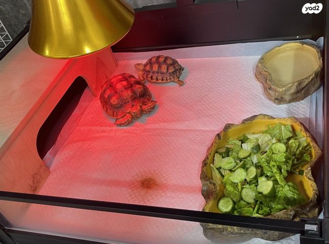 תמונת מודעה - חיות מחמד