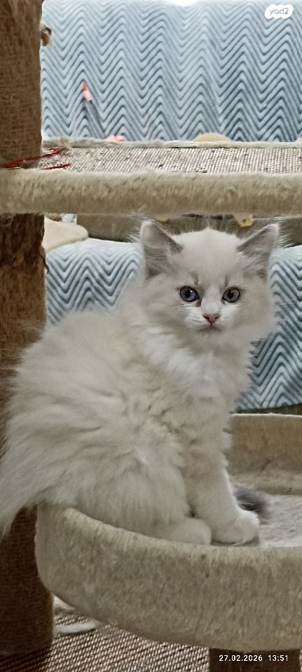 תמונת מודעה - חיות מחמד