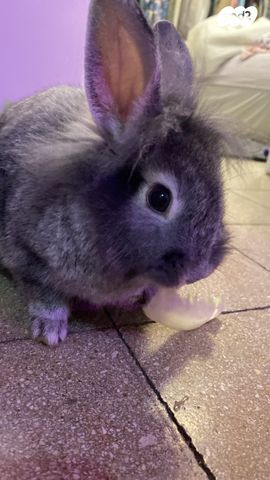 תמונת מודעה - חיות מחמד