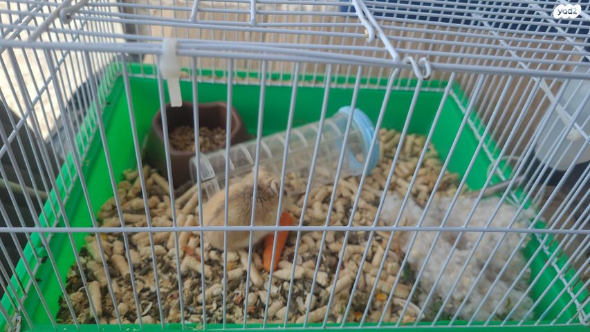 תמונת מודעה - חיות מחמד