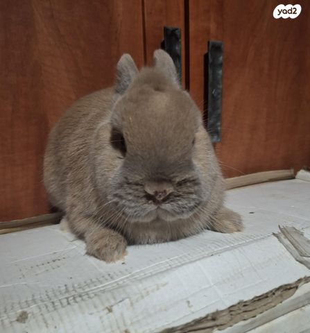 תמונת מודעה - חיות מחמד