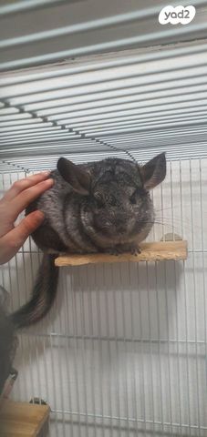 תמונת מודעה - חיות מחמד