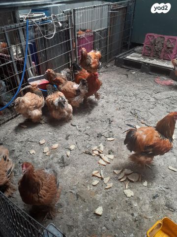 תמונת מודעה - חיות מחמד