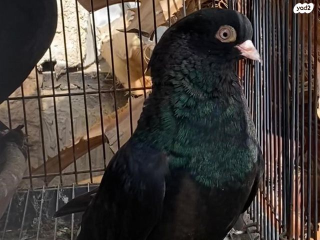 תמונת מודעה - חיות מחמד