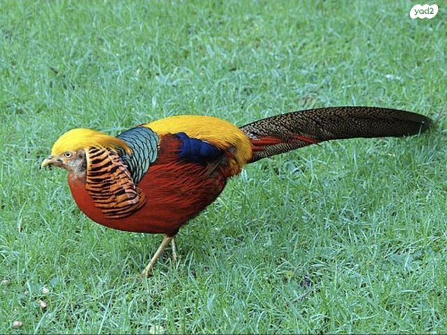 תמונת מודעה - חיות מחמד