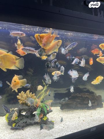 תמונת מודעה - חיות מחמד