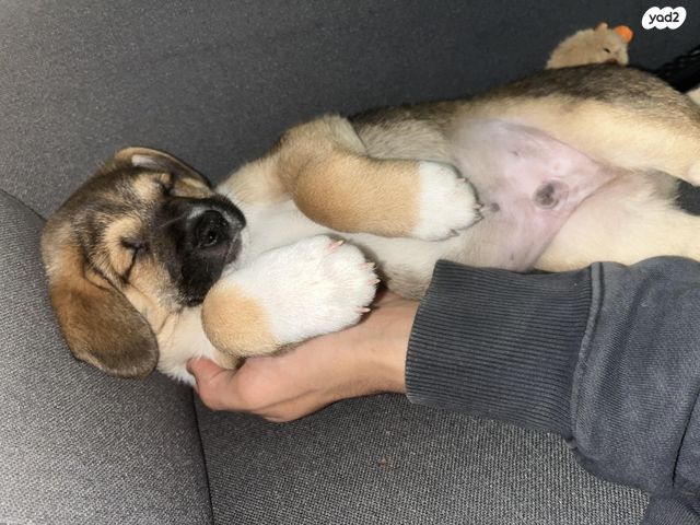 תמונת מודעה - חיות מחמד