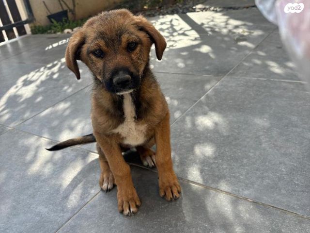 תמונת מודעה - חיות מחמד