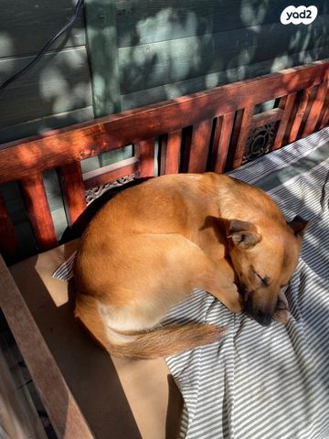 תמונת מודעה - חיות מחמד