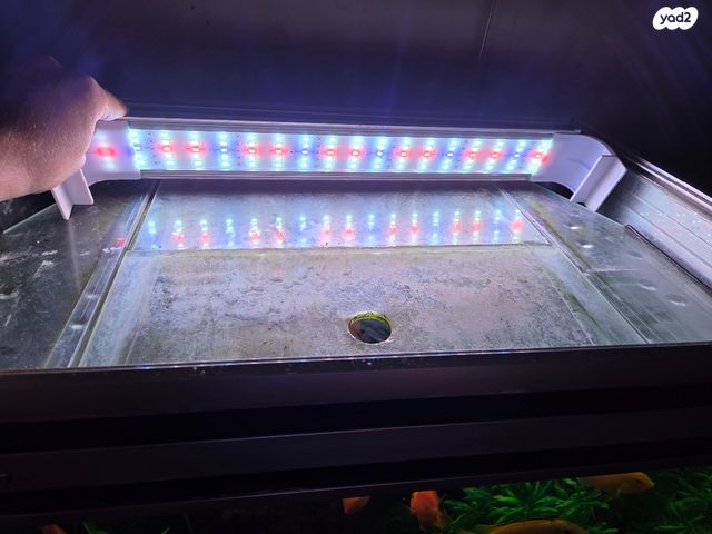 תמונת מודעה - חיות מחמד