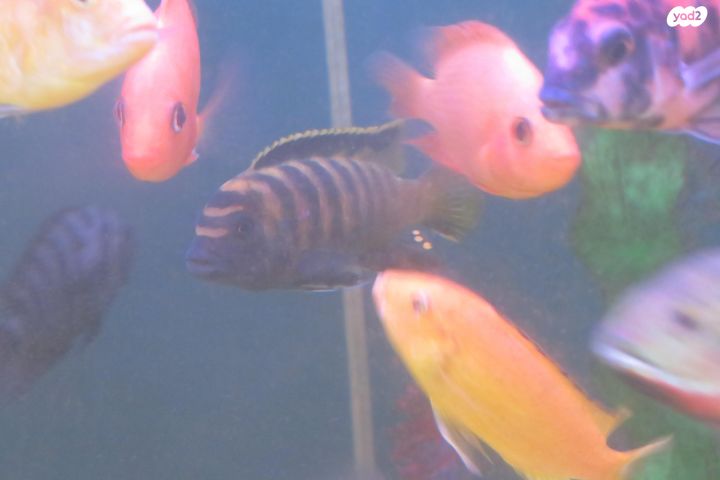 תמונת מודעה - חיות מחמד