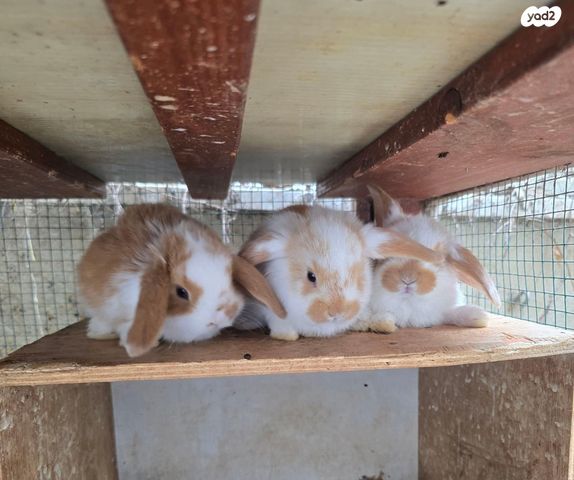 תמונת מודעה - חיות מחמד