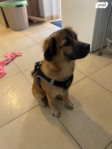 תמונת מודעה - חיות מחמד