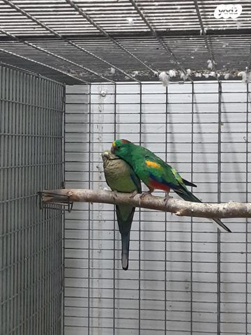 תמונת מודעה - חיות מחמד