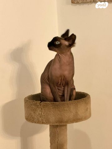 תמונת מודעה - חיות מחמד