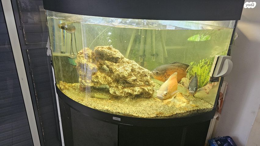 תמונת מודעה - חיות מחמד