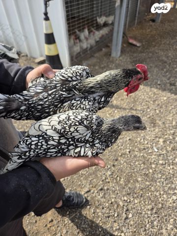 תמונת מודעה - חיות מחמד