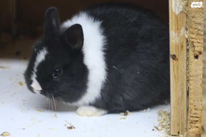 תמונת מודעה - חיות מחמד