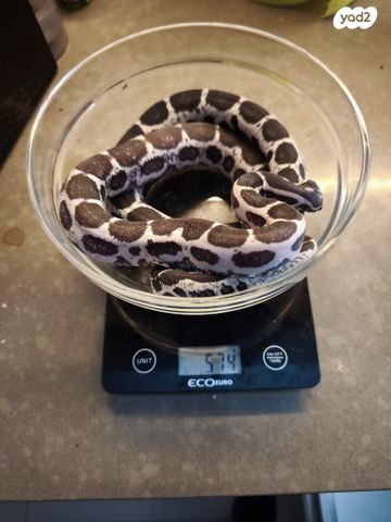 תמונת מודעה - חיות מחמד