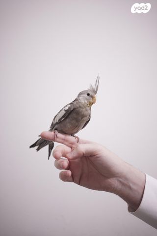 תמונת מודעה - חיות מחמד