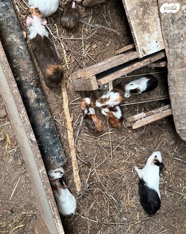 תמונת מודעה - חיות מחמד