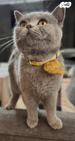 תמונת מודעה - חיות מחמד