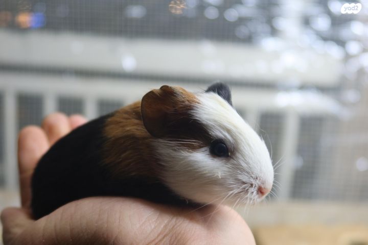 תמונת מודעה - חיות מחמד