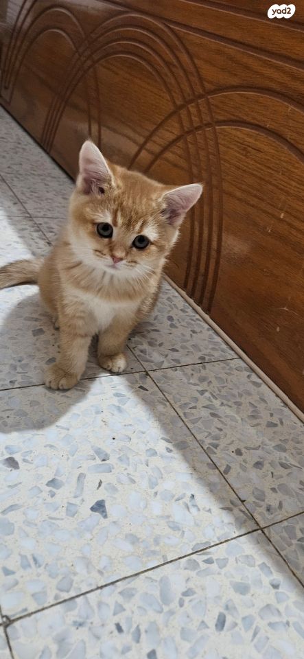 תמונת מודעה - חיות מחמד