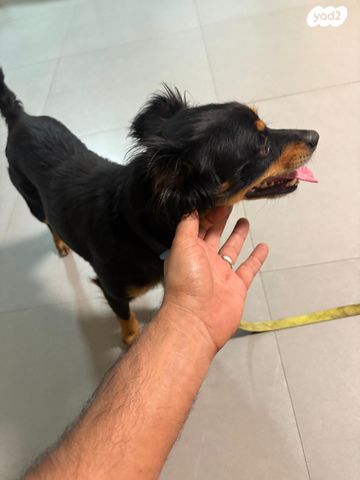 תמונת מודעה - חיות מחמד