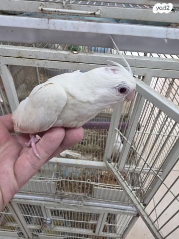 תמונת מודעה - חיות מחמד