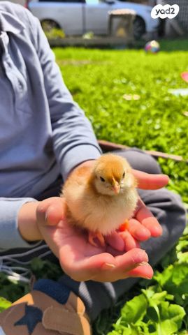 תמונת מודעה - חיות מחמד