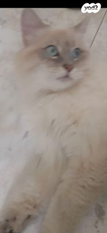 תמונת מודעה - חיות מחמד