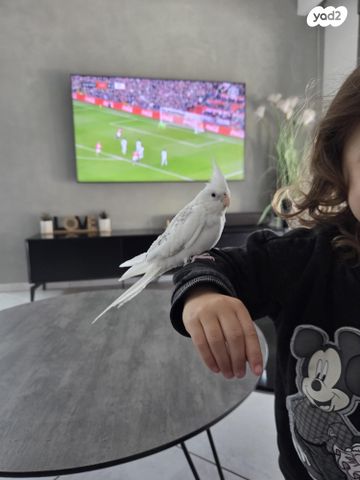 תמונת מודעה - חיות מחמד