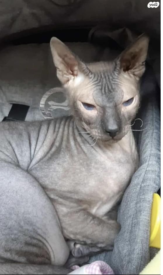 תמונת מודעה - חיות מחמד