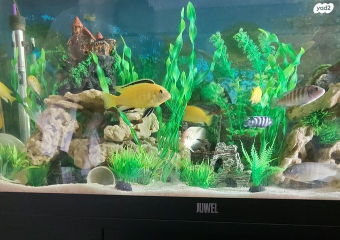 תמונת מודעה - חיות מחמד