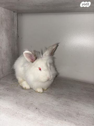 תמונת מודעה - חיות מחמד