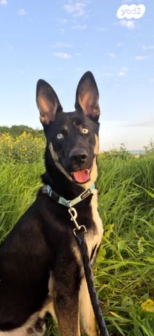 תמונת מודעה - חיות מחמד