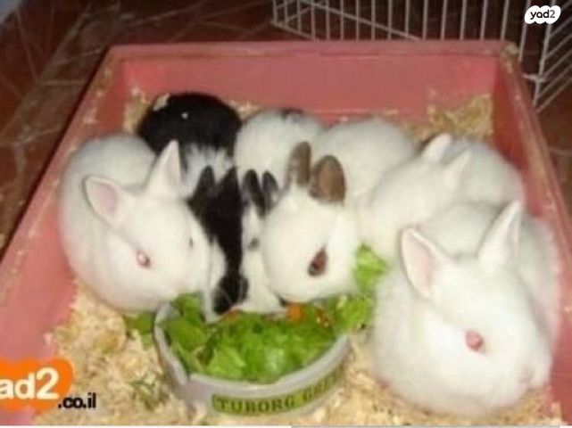 תמונת מודעה - חיות מחמד