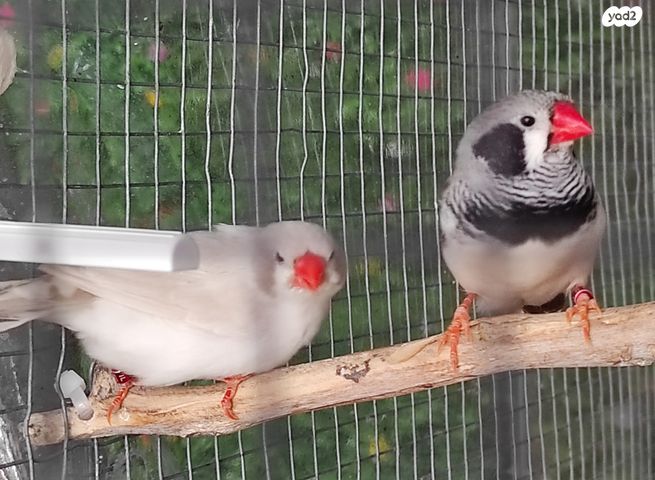 תמונת מודעה - חיות מחמד