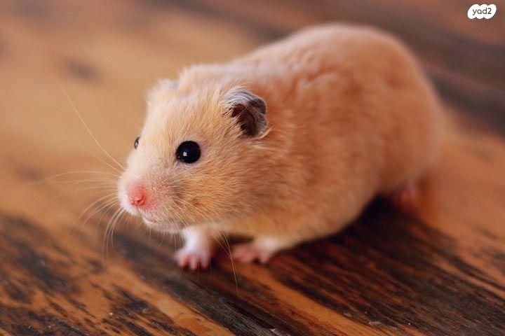 תמונת מודעה - חיות מחמד