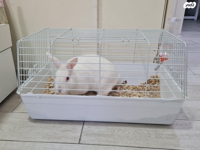 תמונת מודעה - חיות מחמד