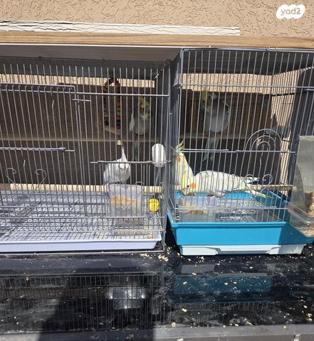 תמונת מודעה - חיות מחמד