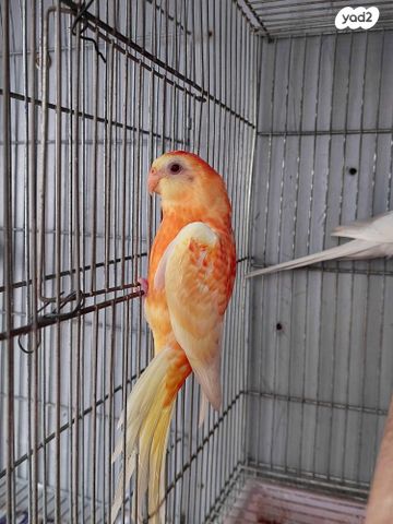 תמונת מודעה - חיות מחמד