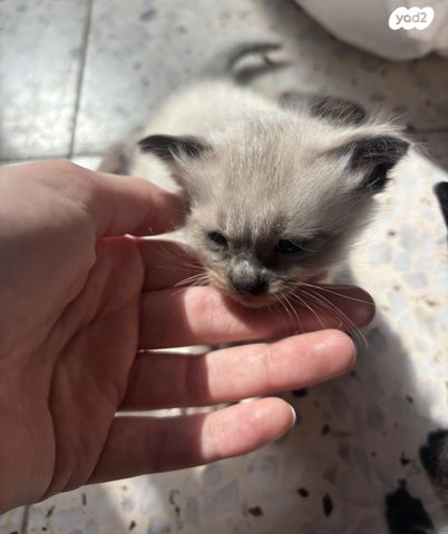 תמונת מודעה - חיות מחמד