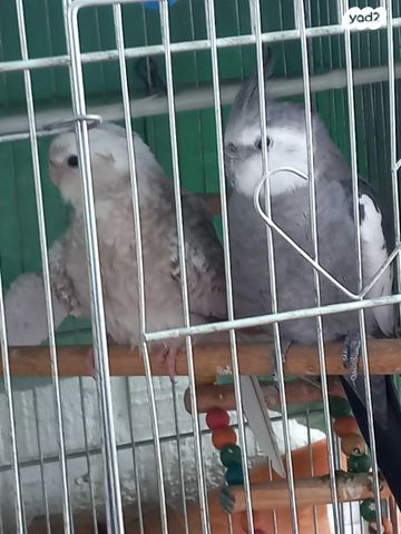 תמונת מודעה - חיות מחמד