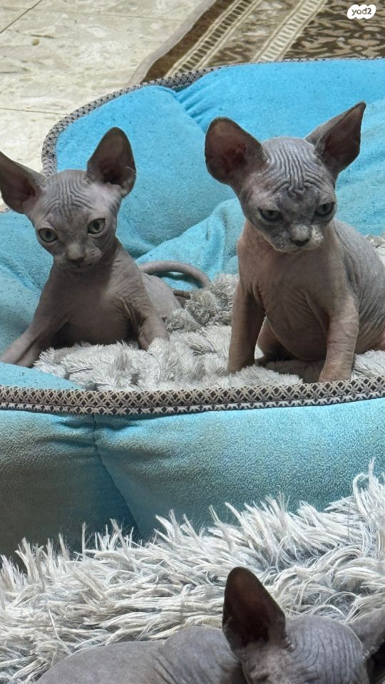 תמונת מודעה - חיות מחמד