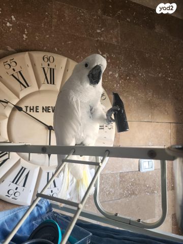 תמונת מודעה - חיות מחמד