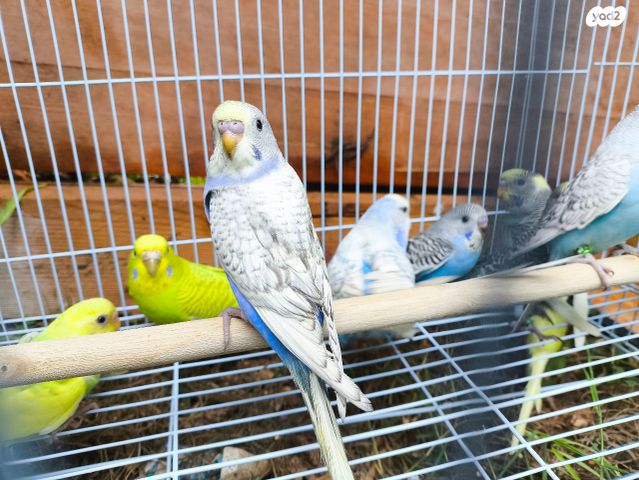 תמונת מודעה - חיות מחמד