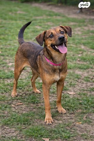 תמונת מודעה - חיות מחמד