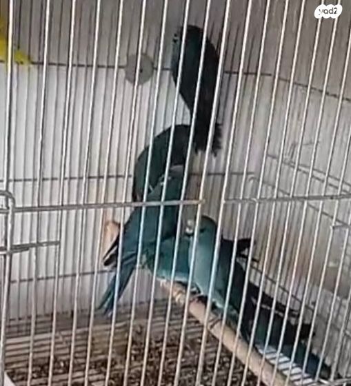 תמונת מודעה - חיות מחמד